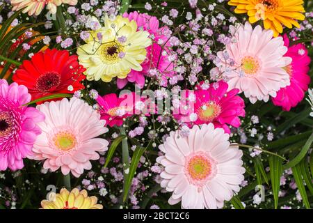 Blumenstrauß, mit einer großen Auswahl an bunten Gerbera-Gänseblümchen mit pinkfarbenen Zigeuner-Gänseblümchen Stockfoto