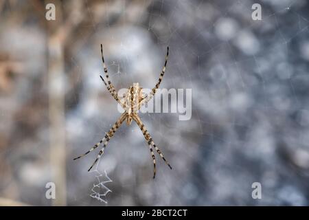 Argiope Lobata-Spinne, die in einem Netz auf dem Feld sitzt, Makro Stockfoto