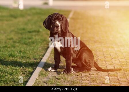 Hündin großer Dane auf dem Gras Stockfoto
