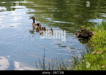 Ente mit kleinen Entenküken schwimmt auf dem Teich Stockfoto