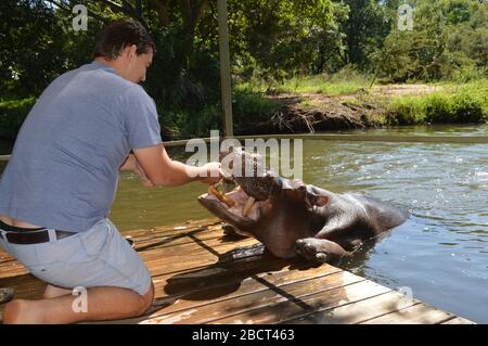 Domestiziertes und Haustier Hippo nannte Jessica in Hoedspruit Südafrika Stockfoto