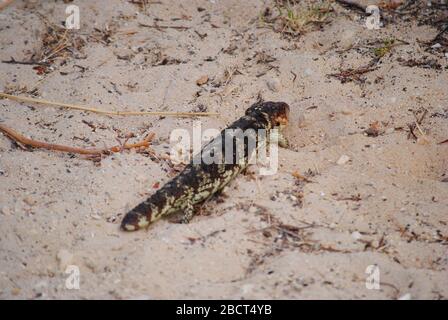 Tiliqua rugosa besser bekannt als 'Bobtail' oder 'Shingleback'. Besonderheit dieses Bildes ist die Zecke, die das Tier auf der rechten Seite des Kopfes befallen. Stockfoto