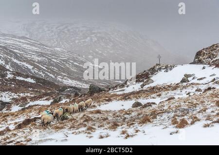 Schottische Schafe auf der verschneiten Weide in den Bergen, Highlands, Schottland Stockfoto