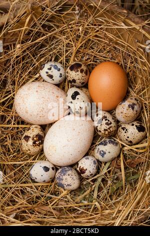 Vintage Huhn, türkei und Wachteleier in einer Holzschale Stockfoto