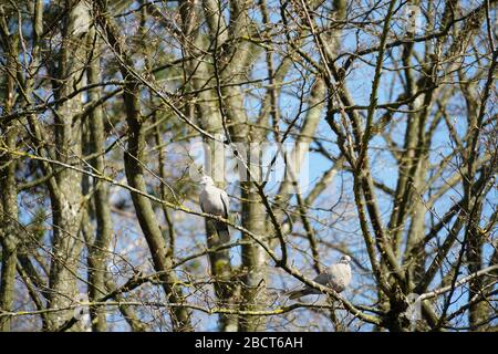 Zwei weiße Tauben mit roten Augen sitzen in einer Baumkrone im frühen Frühjahr, wenn die Bäume noch nicht Blätter haben, nur die Knospen Stockfoto