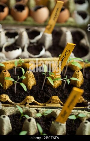 Tomaten- und Paprikaschoten keimten in den Papiereierkästen und Eierschalen am Fensterschweller zu Hause Stockfoto