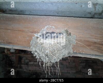 Schwalbennest mit Küken auf dem Brett Sparren das Dach des Schuppen. Stockfoto