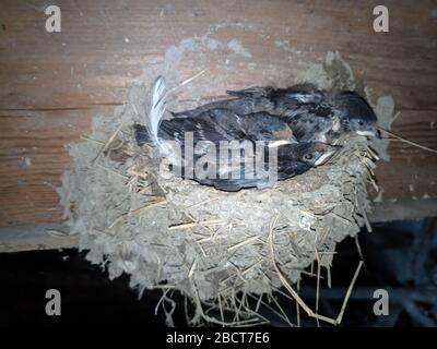 Schwalbennest mit Küken auf dem Brett Sparren das Dach des Schuppen. Stockfoto