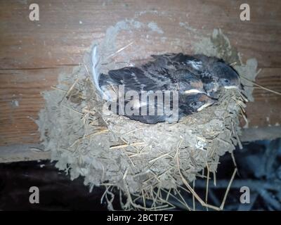 Schwalbennest mit Küken auf dem Brett Sparren das Dach des Schuppen. Stockfoto