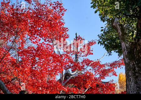 Roter Ahornbaum im Stadtpark Stockfoto