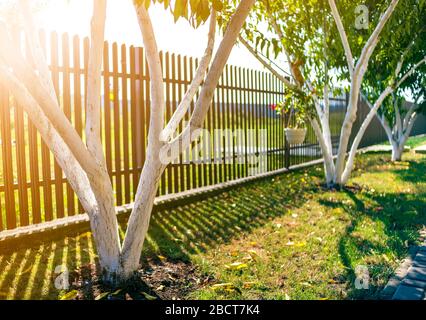 Weiß getünchtes Rinde von Obstbäumen im sonnigen Obstgarten wachsen auf Verschwommene grüne Kopie Raum Hintergrund. Gartenbau und Landwirtschaft, schützende procedur Stockfoto