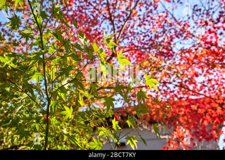 Grüne und rote Blätter an einem sonnigen Tag Stockfoto