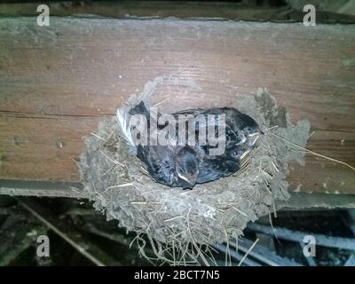 Schwalbennest mit Küken auf dem Brett Sparren das Dach des Schuppen. Stockfoto