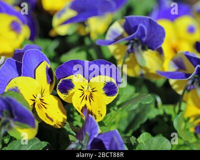 Violette und gelbe Pansien blühen, nah oben, schöner Frühlingsblumenhintergrund Stockfoto