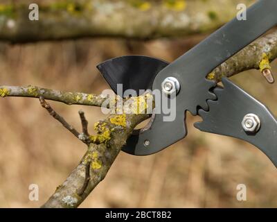 Schneiden alter Baumzweige mit anvil beschneiender Schere, Nahaufnahme Stockfoto