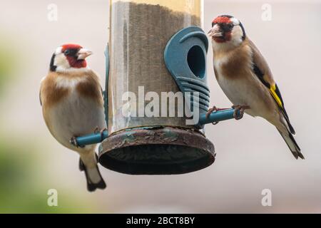 Zwei Goldfinken (Carduelis carduelis), bunte Gartenvögel, die auf nyger Samen auf einem Vogelzubringer füttern, Großbritannien Stockfoto