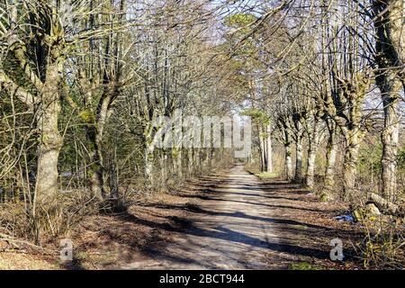 Landstraße mit einer Baumallee im frühen Frühjahr Stockfoto
