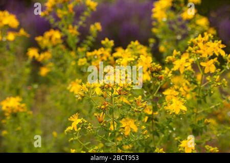Verschwommenes Hypericum perforatum, bekannt als Perforate St Johns-wort, eine blühende Pflanze .medizinisches Kraut mit Antidepressiva. Stockfoto