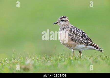 Ein juveniler Eurasischer Dotterel (Charadrius morinellus) auf der Wanderung durch die Grafschaft Mayo, Irland, im September Stockfoto