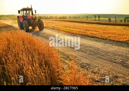 Der Traktor durchläuft den Agrarbereich voller Goldweizen Stockfoto