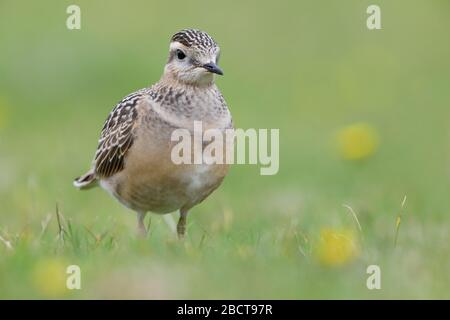 Ein juveniler Eurasischer Dotterel (Charadrius morinellus) auf der Wanderung durch die Grafschaft Mayo, Irland, im September Stockfoto