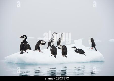 Antarktische oder blauäugige Tücher in Paradise Harbour antarktische Halbinsel Stockfoto