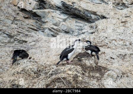 Antarktische oder Blauäugige Schellennest Paradise Harbour antarktische Halbinsel Stockfoto