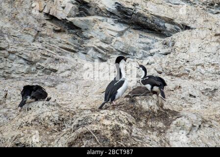 Antarktische oder Blauäugige Schellennest Paradise Harbour antarktische Halbinsel Stockfoto