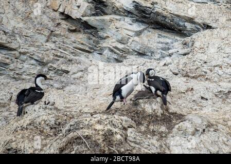 Antarktische oder Blauäugige Schellennest Paradise Harbour antarktische Halbinsel Stockfoto