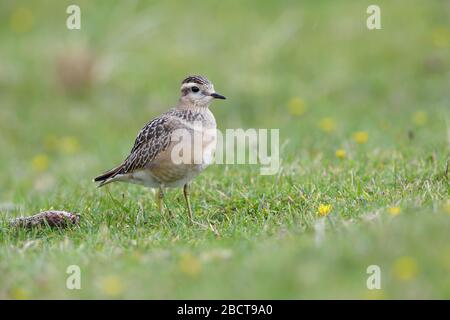 Ein juveniler Eurasischer Dotterel (Charadrius morinellus) auf der Wanderung durch die Grafschaft Mayo, Irland, im September Stockfoto