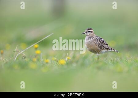 Ein juveniler Eurasischer Dotterel (Charadrius morinellus) auf der Wanderung durch die Grafschaft Mayo, Irland, im September Stockfoto