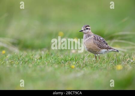 Ein juveniler Eurasischer Dotterel (Charadrius morinellus) auf der Wanderung durch die Grafschaft Mayo, Irland, im September Stockfoto