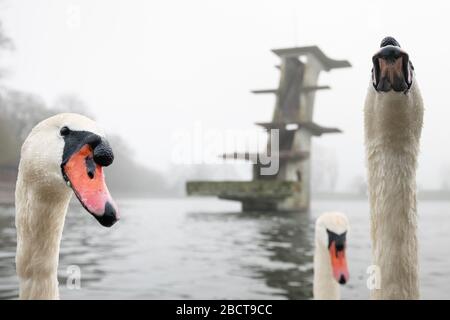 Coate Water Country Park, in der Nähe von Swindon, Wiltshire, Großbritannien. April 2020. Wartende Schwäne warten an einem nebligen Frühlingmorgen in Wi auf Leckerbissen von Passanten Stockfoto