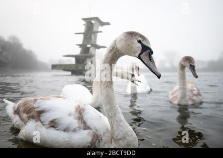 Coate Water Country Park, in der Nähe von Swindon, Wiltshire, Großbritannien. April 2020. Wartende Schwäne warten an einem nebligen Frühlingmorgen in Wi auf Leckerbissen von Passanten Stockfoto