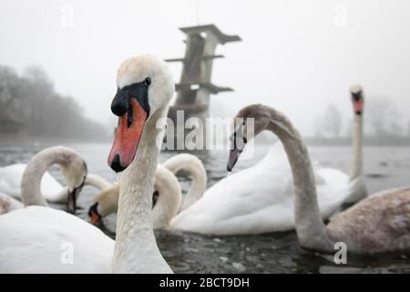 Coate Water Country Park, in der Nähe von Swindon, Wiltshire, Großbritannien. April 2020. Wartende Schwäne warten an einem nebligen Frühlingmorgen in Wi auf Leckerbissen von Passanten Stockfoto