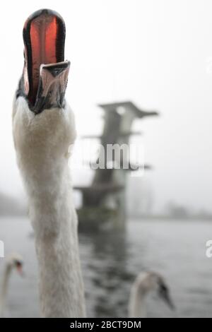 Coate Water Country Park, in der Nähe von Swindon, Wiltshire, Großbritannien. April 2020. Wartende Schwäne warten an einem nebligen Frühlingmorgen in Wi auf Leckerbissen von Passanten Stockfoto