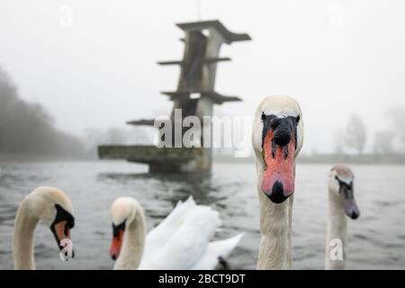 Coate Water Country Park, in der Nähe von Swindon, Wiltshire, Großbritannien. April 2020. Wartende Schwäne warten an einem nebligen Frühlingmorgen in Wi auf Leckerbissen von Passanten Stockfoto