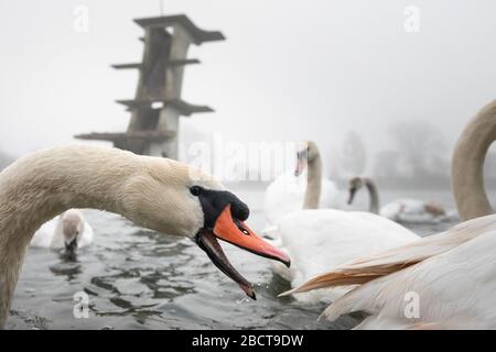 Coate Water Country Park, in der Nähe von Swindon, Wiltshire, Großbritannien. April 2020. Wartende Schwäne warten an einem nebligen Frühlingmorgen in Wi auf Leckerbissen von Passanten Stockfoto