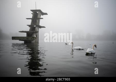 Coate Water Country Park, in der Nähe von Swindon, Wiltshire, Großbritannien. April 2020. Wartende Schwäne warten an einem nebligen Frühlingmorgen in Wi auf Leckerbissen von Passanten Stockfoto