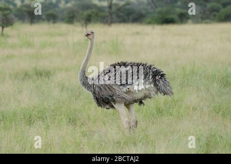 Der Strauß oder einfach Strauß, ist eine Art von großen fluglosen Vogel in bestimmten großen Gebieten Afrikas. Stockfoto