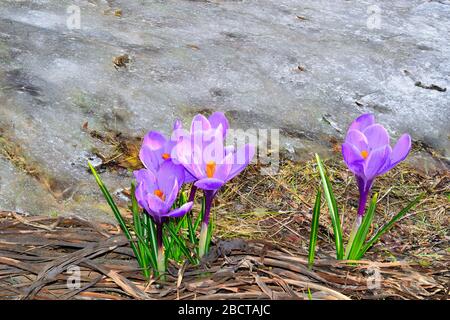 Blühende purpurrote Krokusblüten mit grünen Blättern schließen sich, auf trockenem Gras in der Nähe von schmelzendem Schnee - frühe Frühlingsblüte. Erste zarte Frühlingsblüten in natu Stockfoto