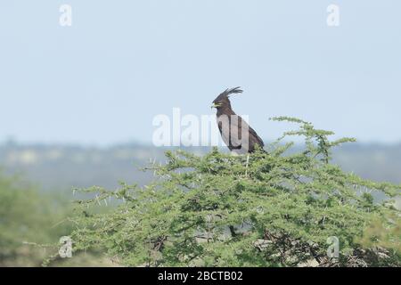 Der Langkehlenadler ist ein afrikanischer Raubvogel. Wie alle Adler, ist es in der Familie Accipitridae. Stockfoto