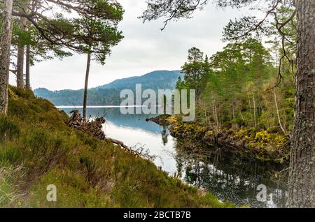 Seeblick - Loch Beinn A' Mheadhoin im National Nature Reserve Glen Affric, Highlands, Northwest Highlands, Schottland, Vereinigtes Königreich Stockfoto