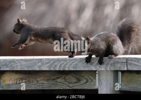 Schwarze und graue Eichhörnchen Stockfoto