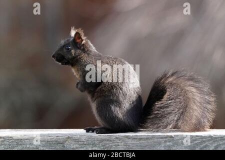 Schwarze und graue Eichhörnchen Stockfoto