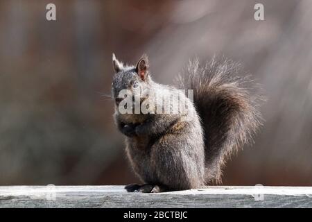 Schwarze und graue Eichhörnchen Stockfoto