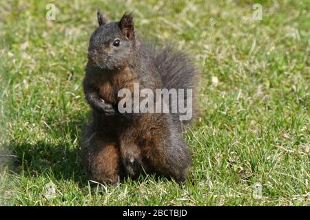 Schwarze und graue Eichhörnchen Stockfoto