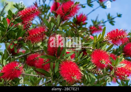 Scarlett Bottle Brush Plant, Bottlebürste Plant, Kallistemon citrinus in Blüte. Stockfoto