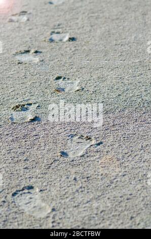 Fußabdrücke auf einem nassen Sandstrand in der Nähe des Meeres, des Meeres, des Flusses. Urlaubskonzept. Freizeit Stockfoto