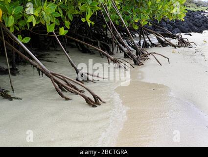 Rhizophora mangle Stockfoto